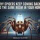 Why Spiders Keep Coming Back to the Same Room in Your Home