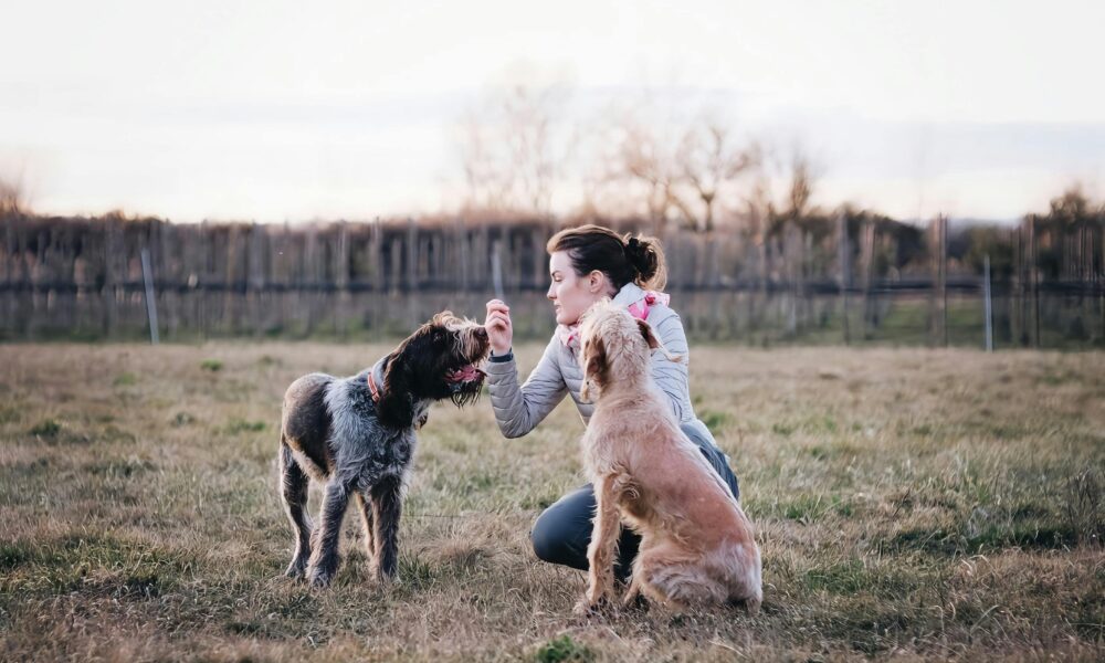 4 Everyday Training Tips for Busy Dog Owners