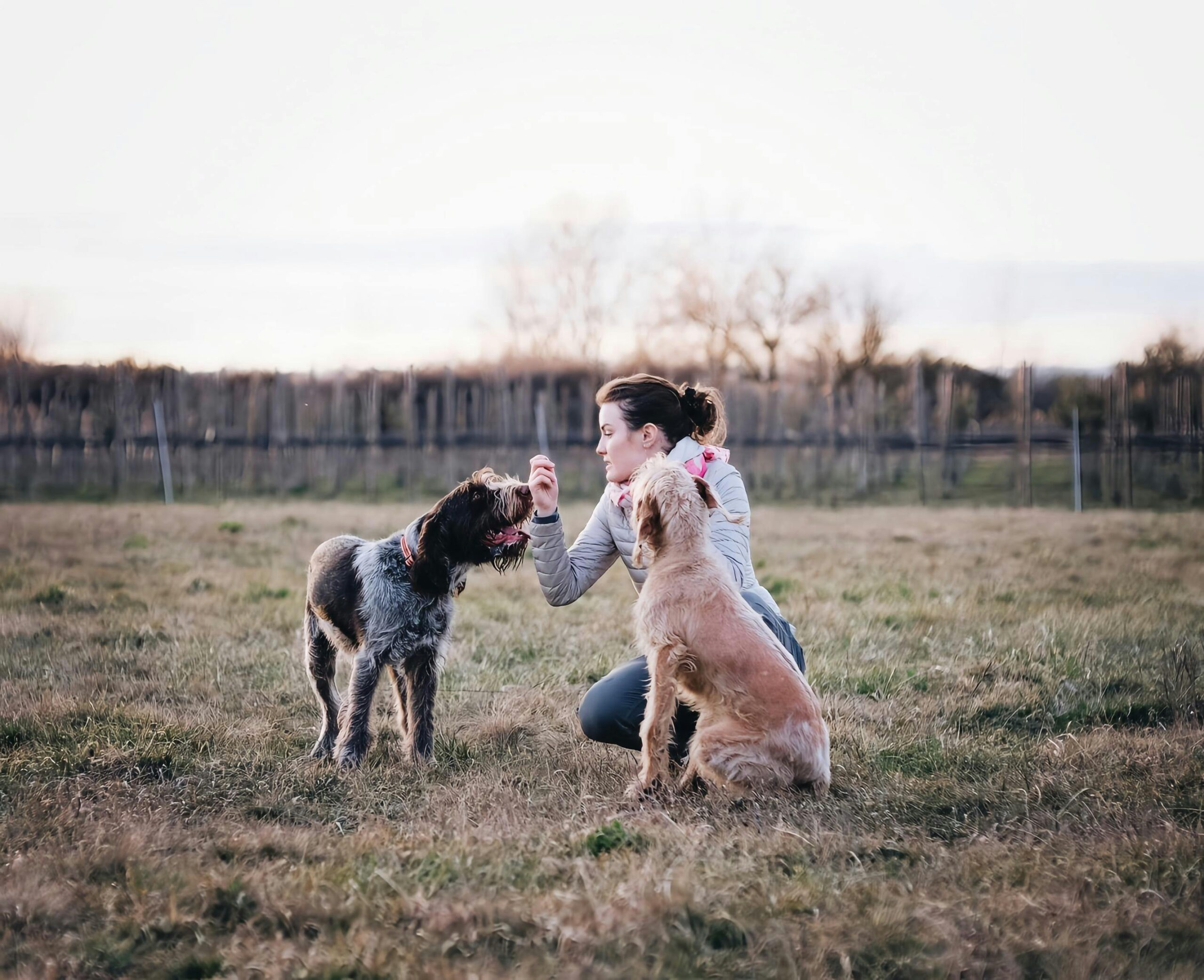 4 Everyday Training Tips for Busy Dog Owners